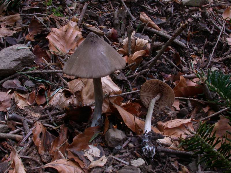 Entoloma hirtipes